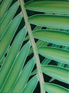 palmpflanzeii10